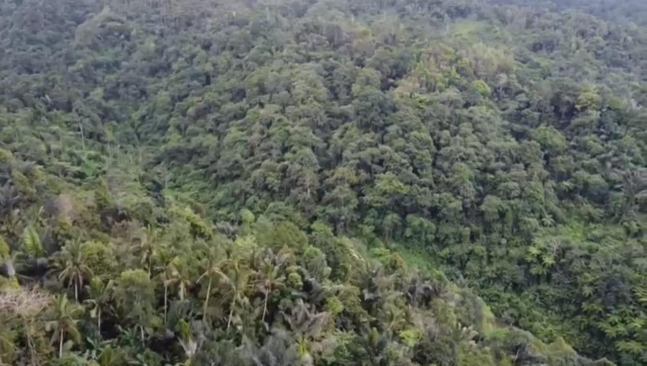 Bali Mountain Forest Cabin Penebel Dış mekan fotoğraf