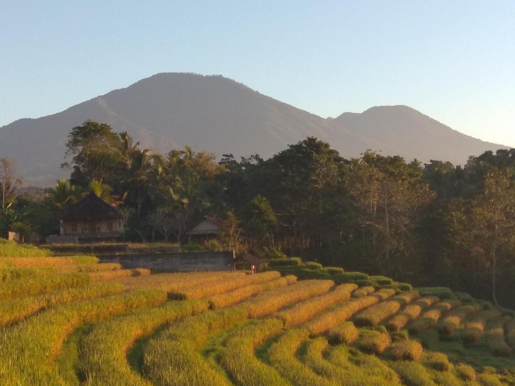 Bali Mountain Forest Cabin Penebel Oda fotoğraf