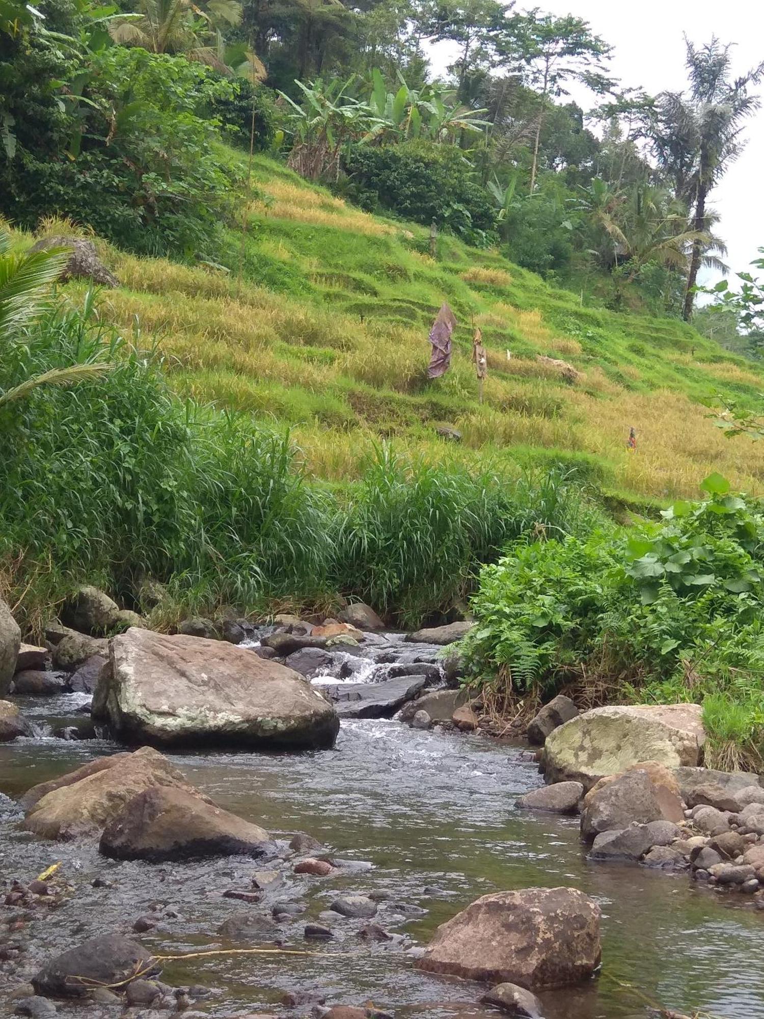 Bali Mountain Forest Cabin Penebel Oda fotoğraf
